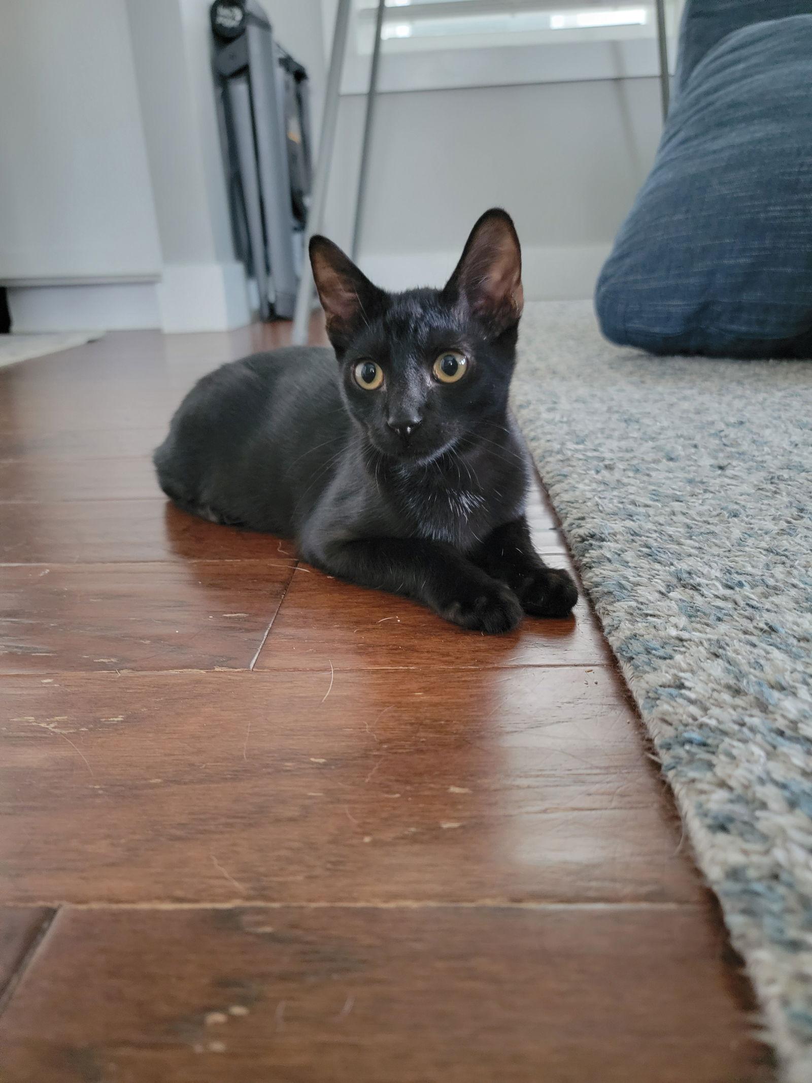 Enlarge Boba, a Adoptable Domestic Short Hair in Nashville, TN image 2/3