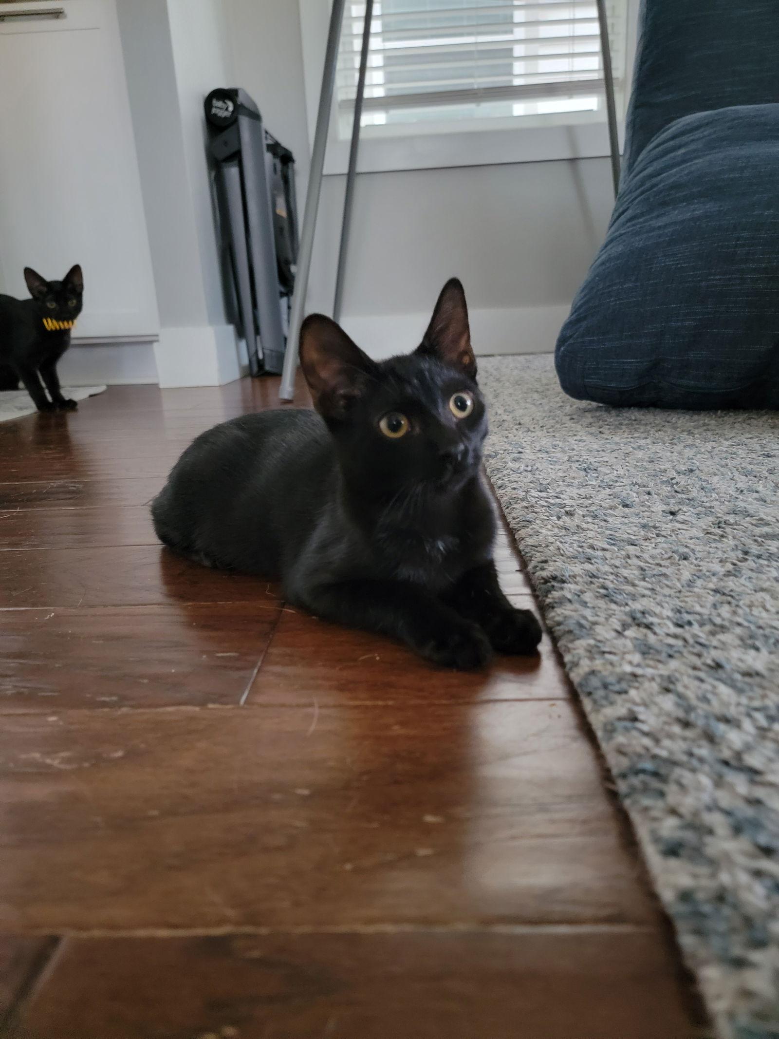 Enlarge Boba, a Adoptable Domestic Short Hair in Nashville, TN image 3/3