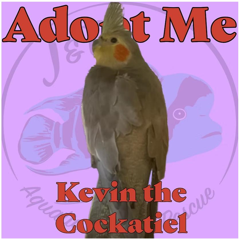 Kevin the Cockatiel, Adoptable, Young Unknown Cockatiel.