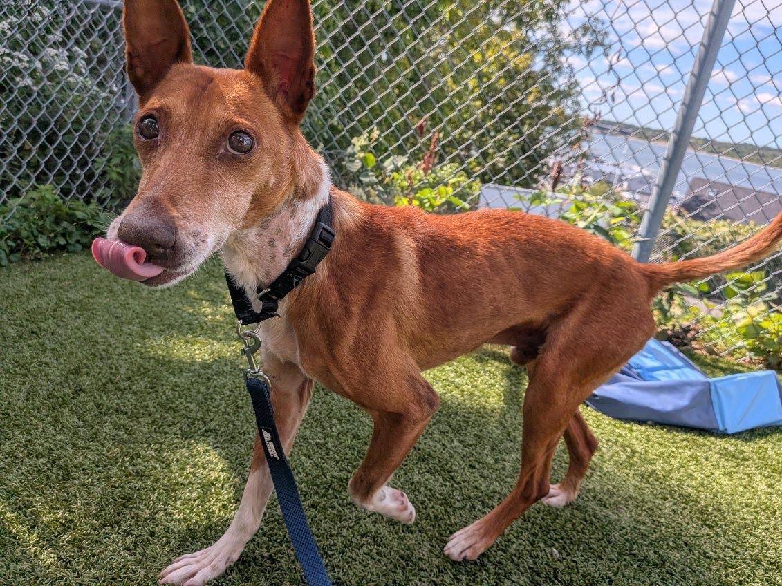 Enlarge Dorado, a Adoptable Portuguese Podengo in Fall River, MA image 3/3