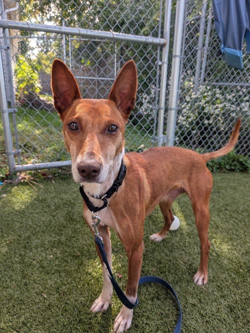Enlarge Dorado, a Adoptable Portuguese Podengo in Fall River, MA image 1/3