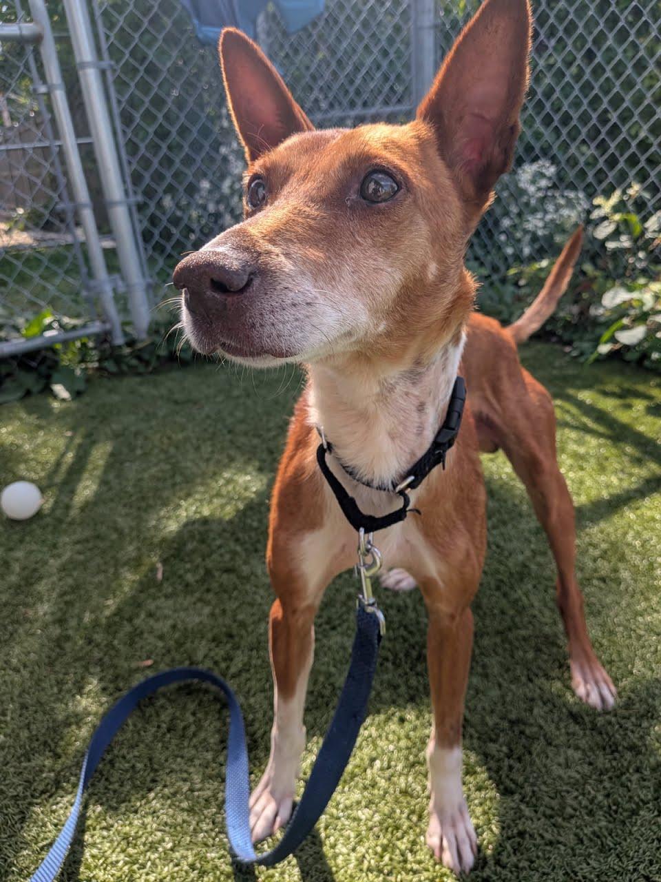 Enlarge Dorado, a Adoptable Portuguese Podengo in Fall River, MA image 2/3