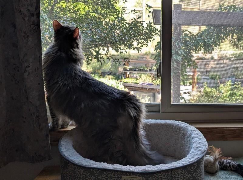 Enlarge Rickey, a Adoptable Domestic Long Hair in Fort Collins, CO image 1/6