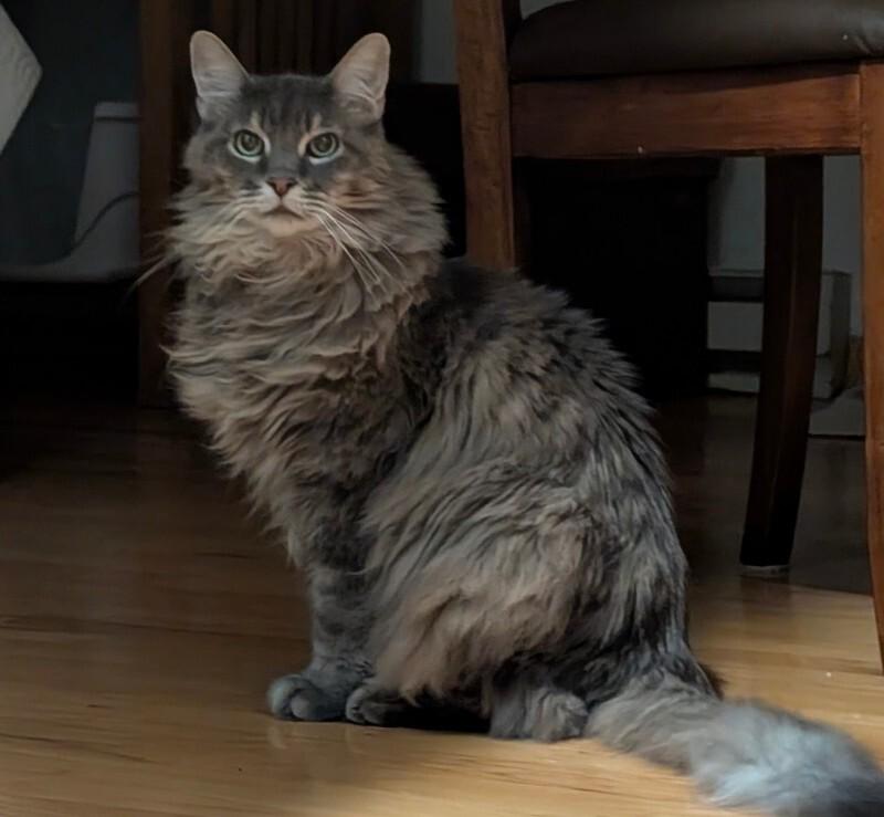 Enlarge Rickey, a Adoptable Domestic Long Hair in Fort Collins, CO image 2/6