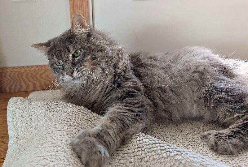 Enlarge Rickey, a Adoptable Domestic Long Hair in Fort Collins, CO image 3/6