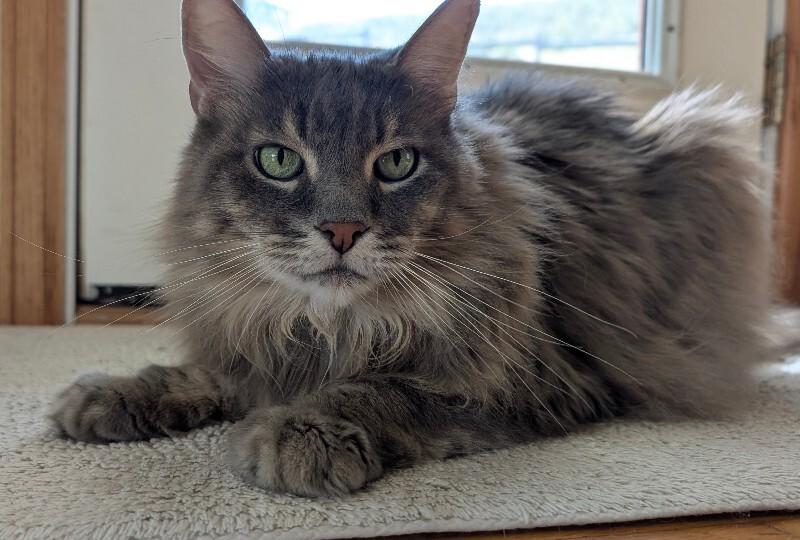Enlarge Rickey, a Adoptable Domestic Long Hair in Fort Collins, CO image 5/6