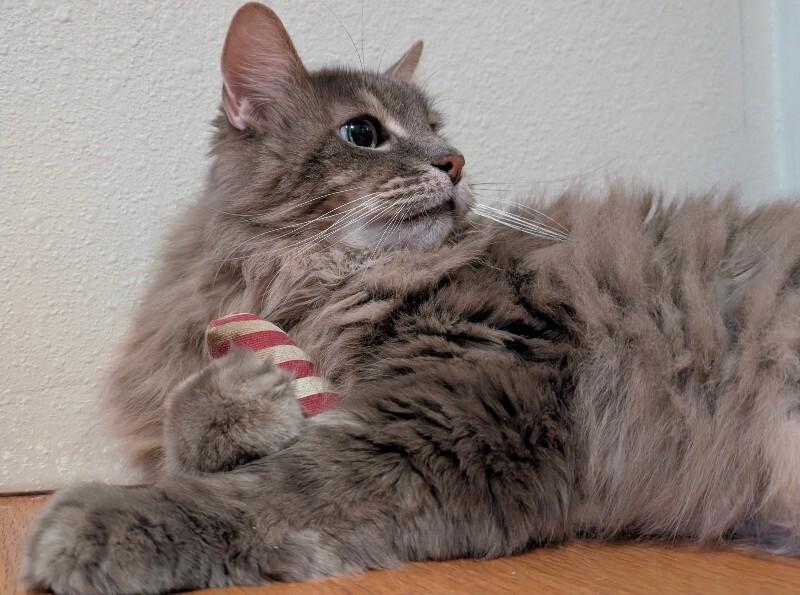 Enlarge Rickey, a Adoptable Domestic Long Hair in Fort Collins, CO image 6/6