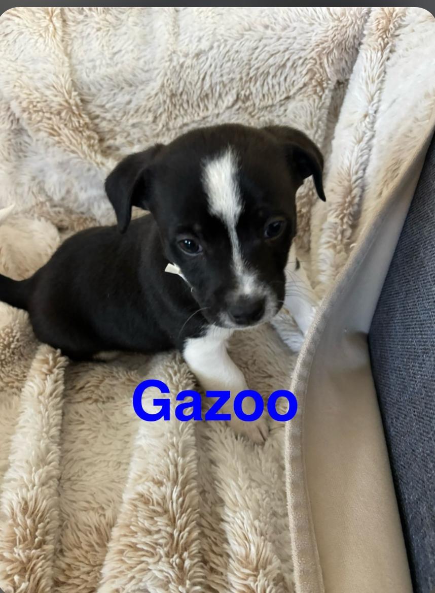 Gazoo, Adoptable, Puppy Male Mixed Breed.