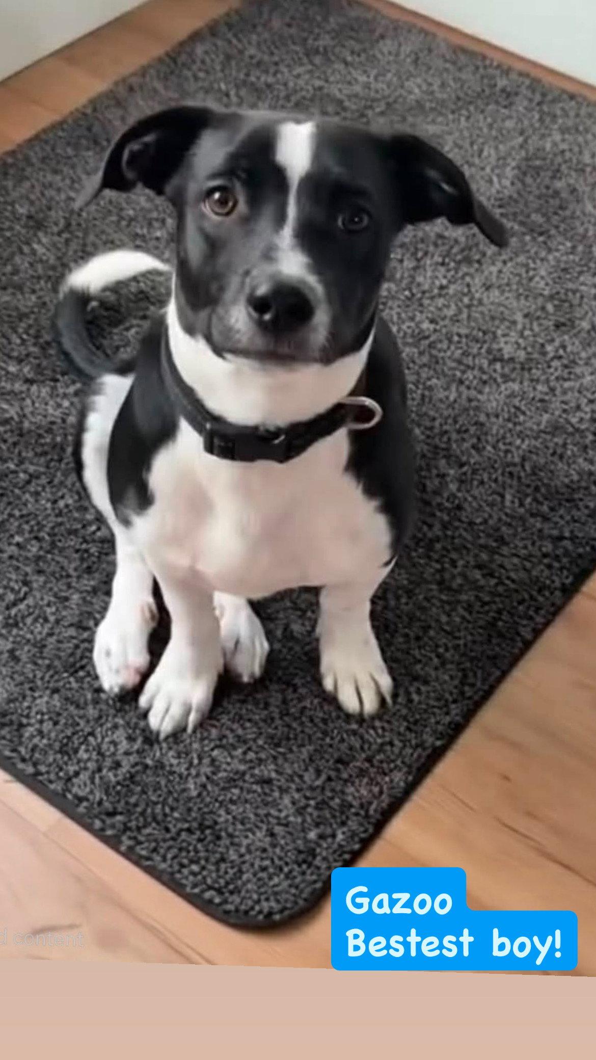 Gazoo, a Adoptable Mixed Breed in San Diego, CA image 1/3