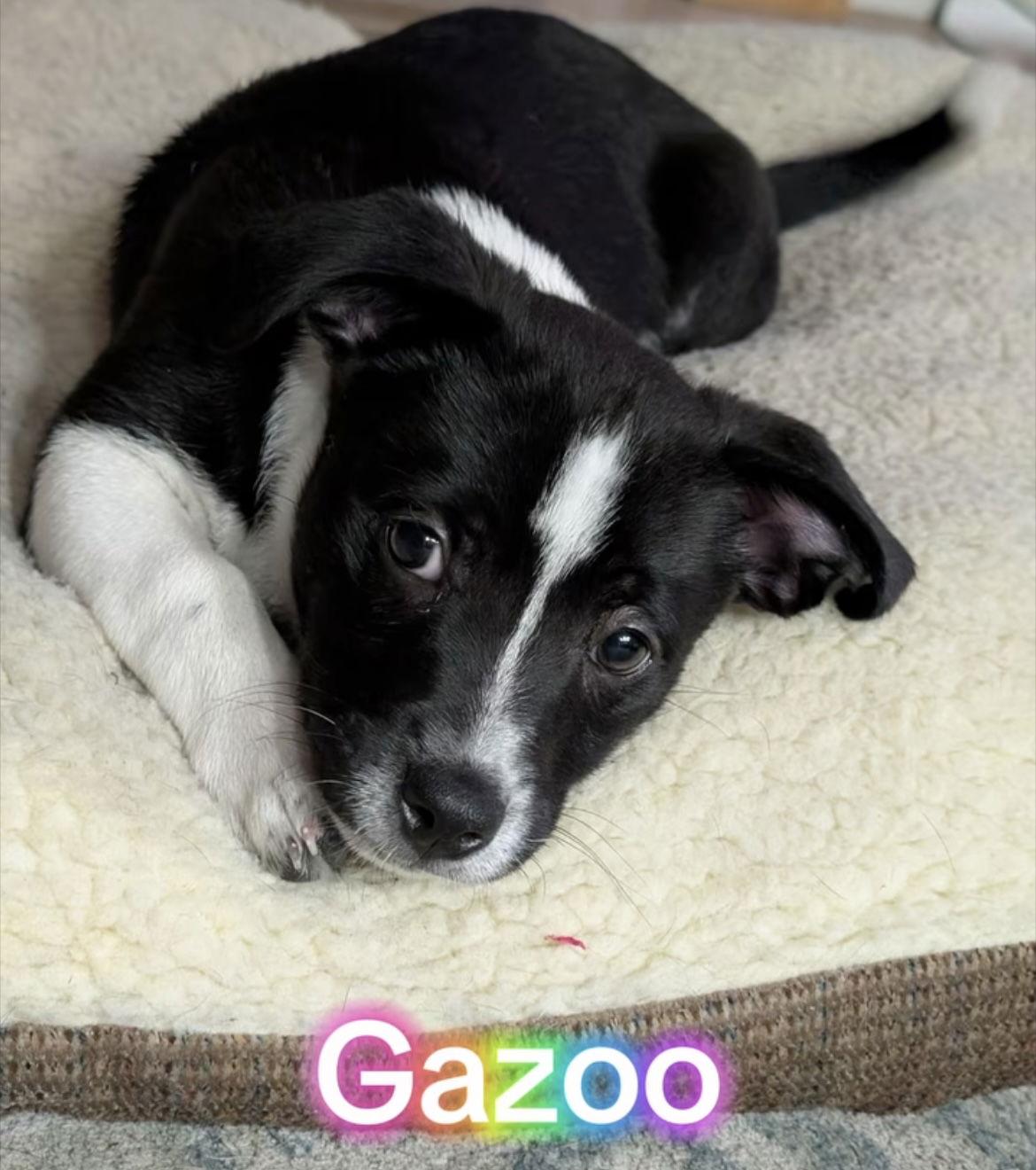 Gazoo, Adoptable, Puppy Male Mixed Breed.