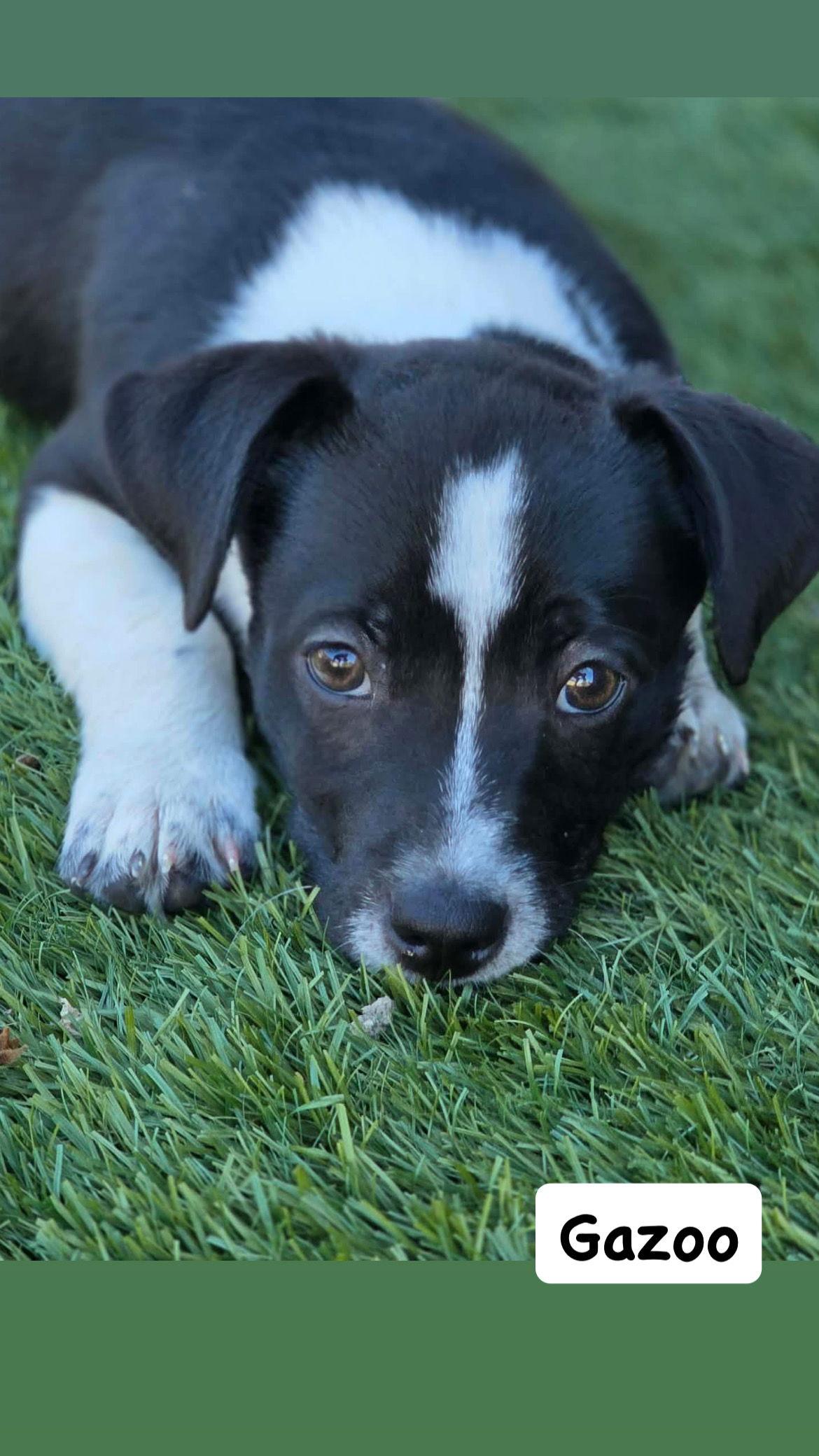 Enlarge Gazoo, a Adoptable Mixed Breed in San Diego, CA image 3/3