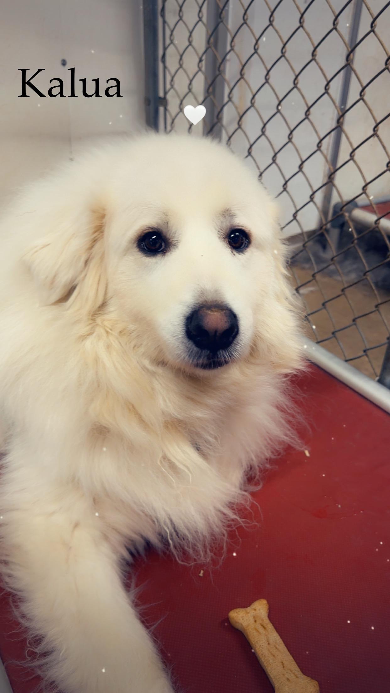 Enlarge Kalua, a Adoptable Great Pyrenees in Neshkoro, WI image 1/1