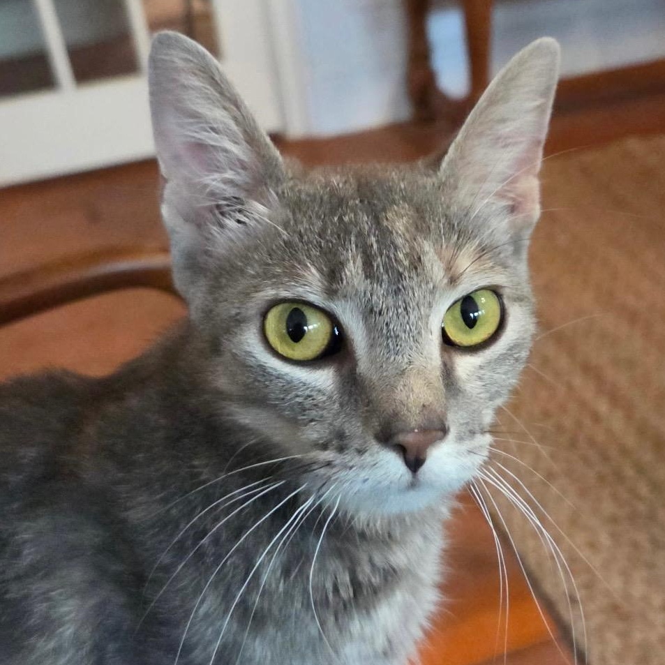 Summer, a ADOPTABLE Dilute Tortoiseshell in Maple Shade, NJ image 3/6