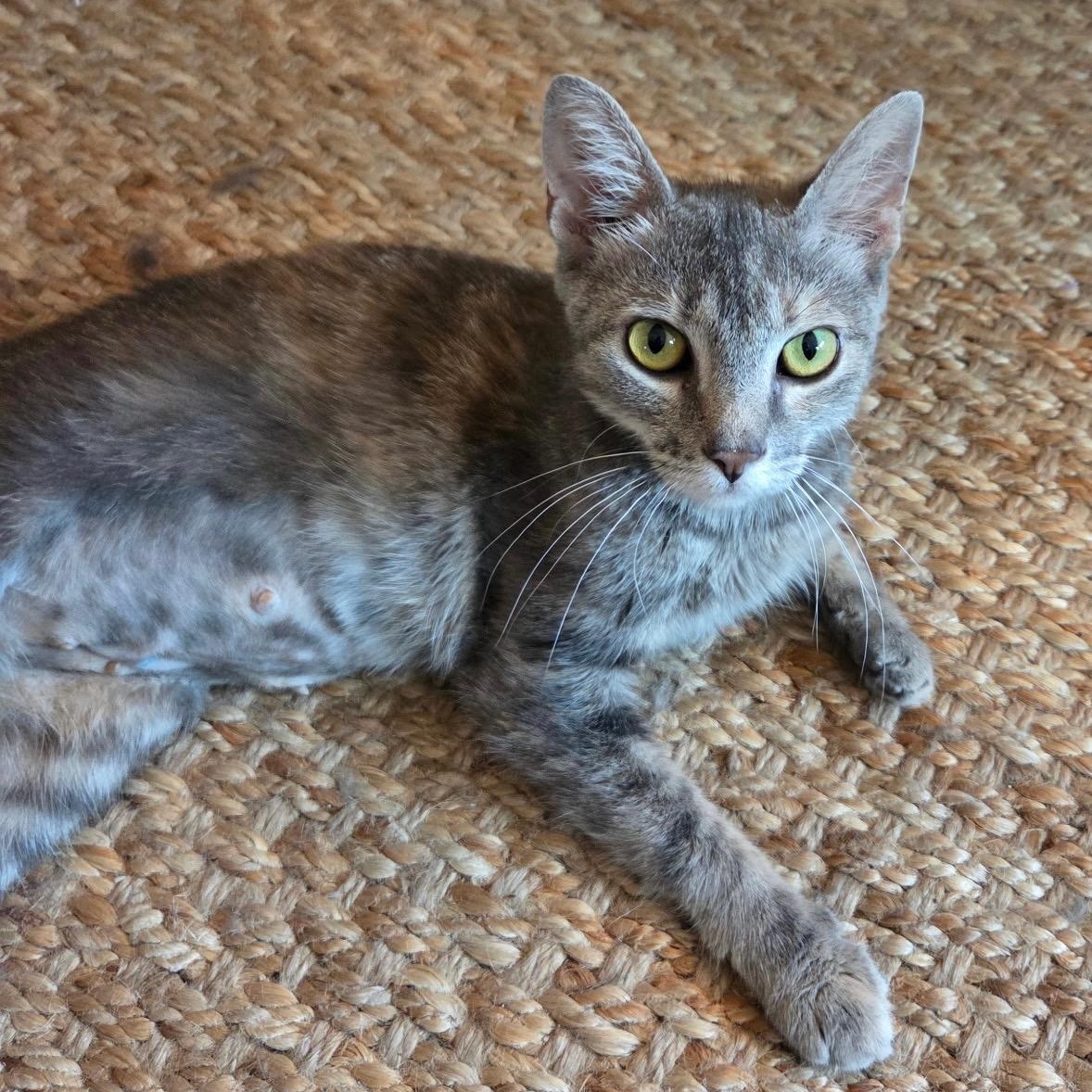 Summer, ADOPTABLE, Adult Female Dilute Tortoiseshell.