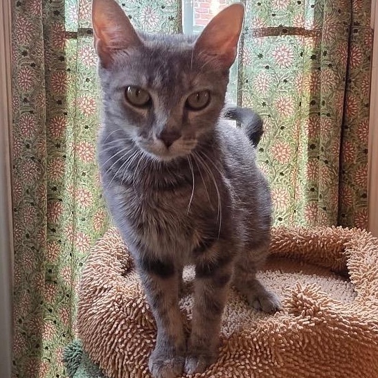 Summer, a ADOPTABLE Dilute Tortoiseshell in Maple Shade, NJ image 4/6