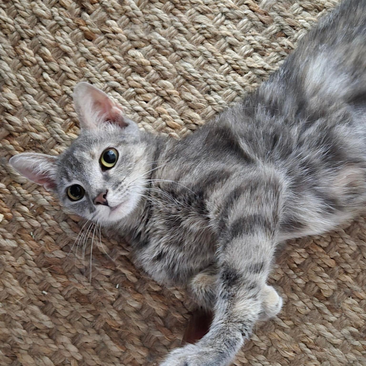 Summer, a ADOPTABLE Dilute Tortoiseshell in Maple Shade, NJ image 5/6