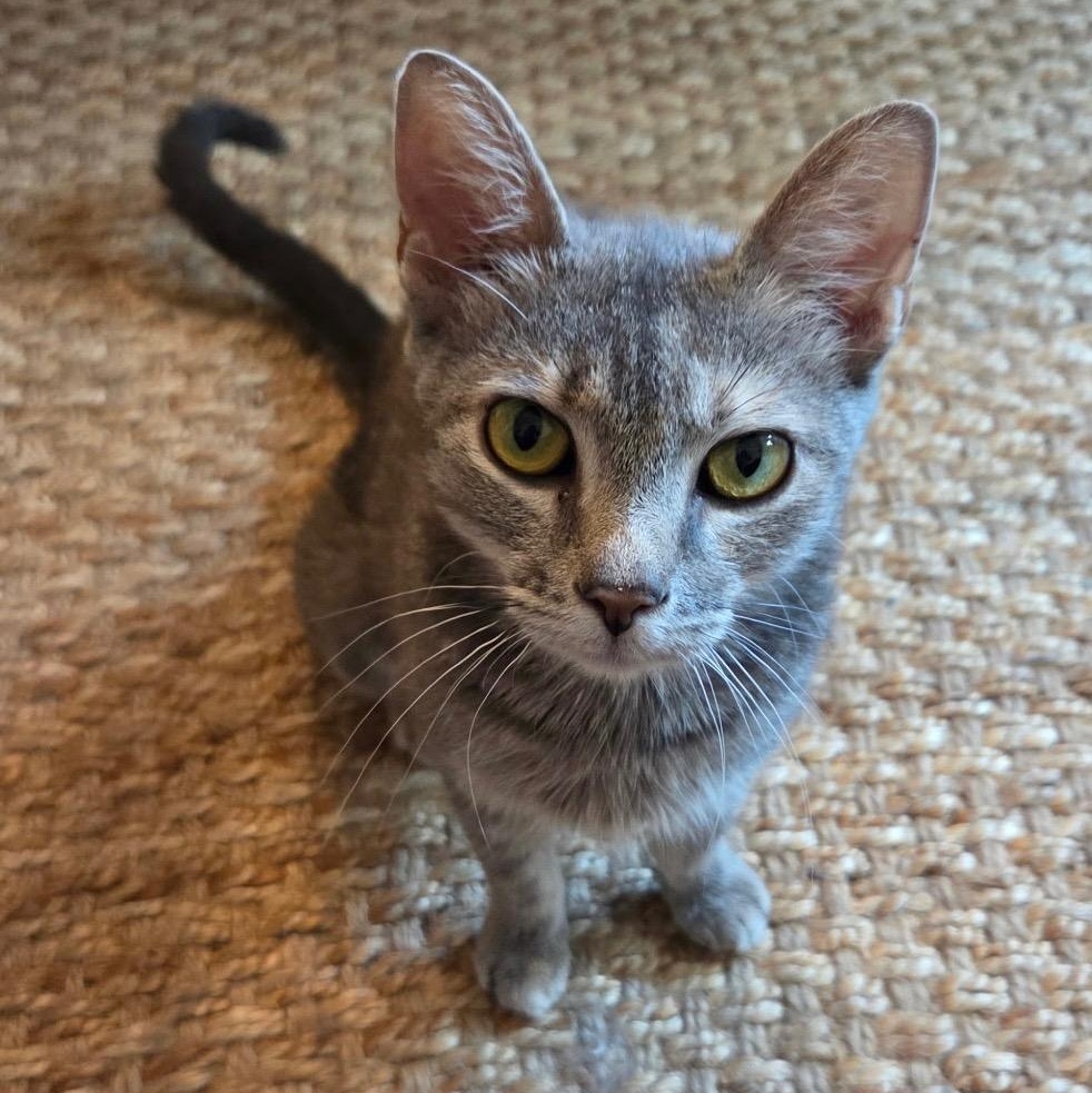 Summer, a ADOPTABLE Dilute Tortoiseshell in Maple Shade, NJ image 2/6