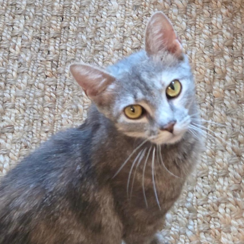 Summer, a ADOPTABLE Dilute Tortoiseshell in Maple Shade, NJ image 6/6