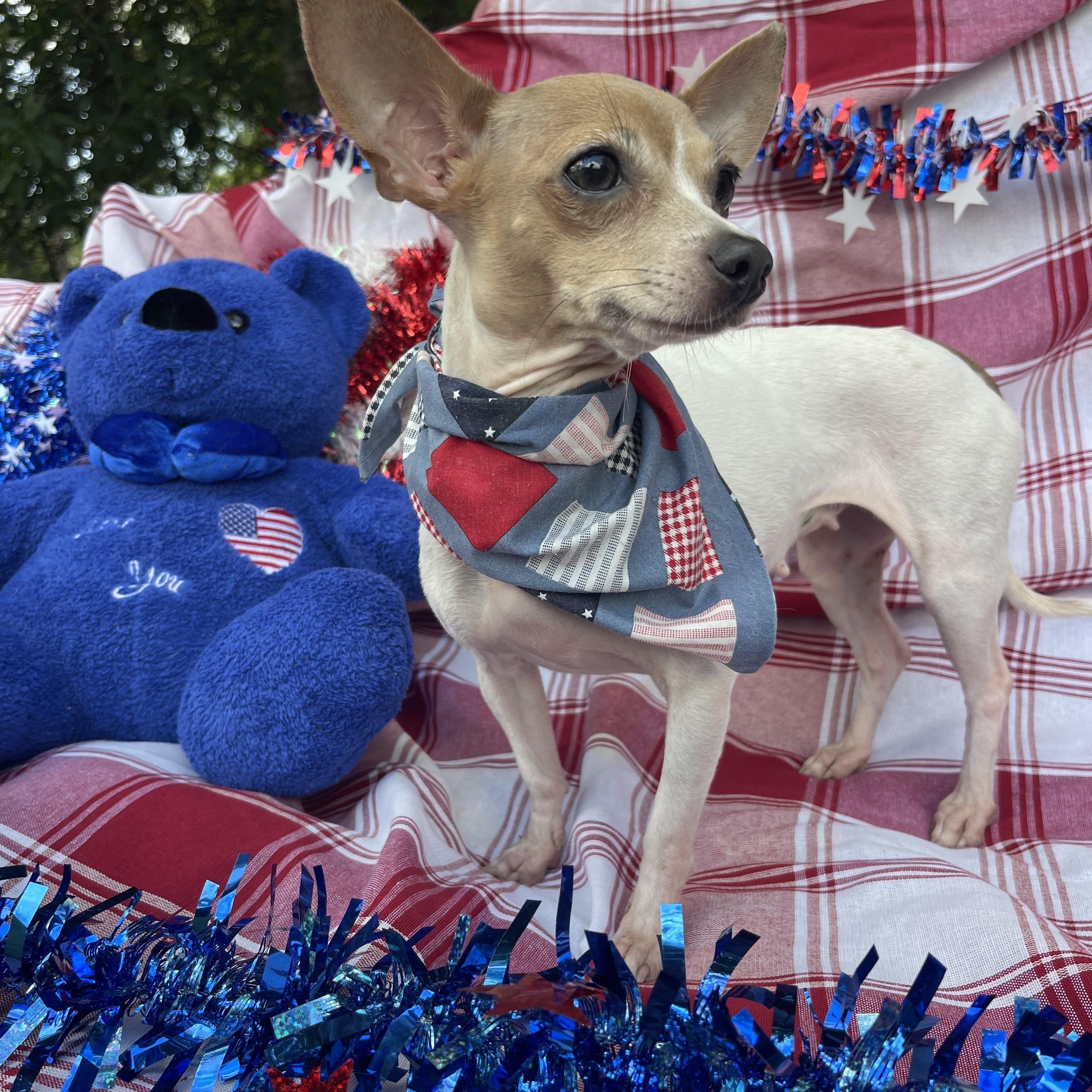 Enlarge Girly, an adopted Chihuahua in Sebring, FL image 4/4