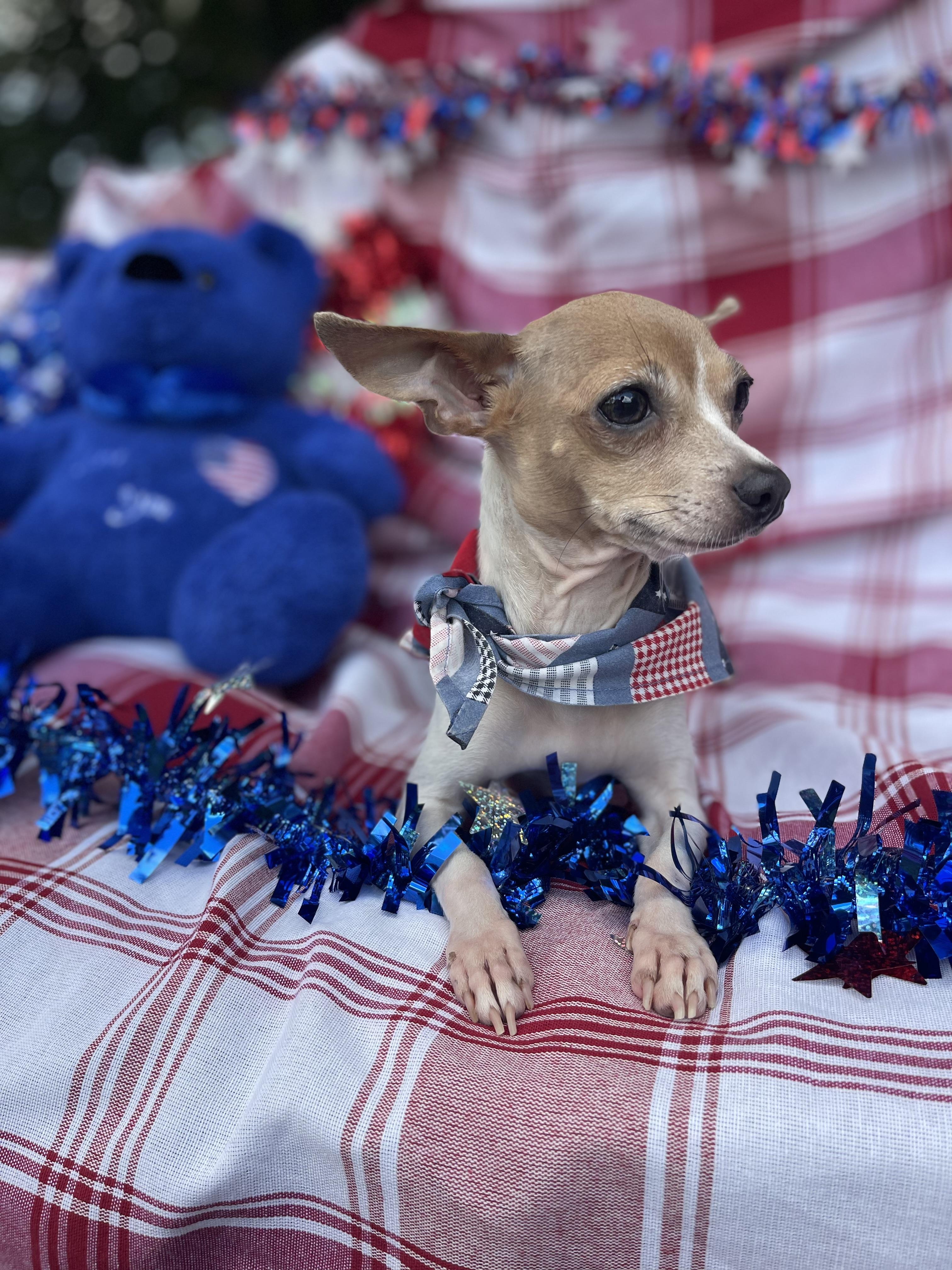 Enlarge Girly, an adopted Chihuahua in Sebring, FL image 2/4