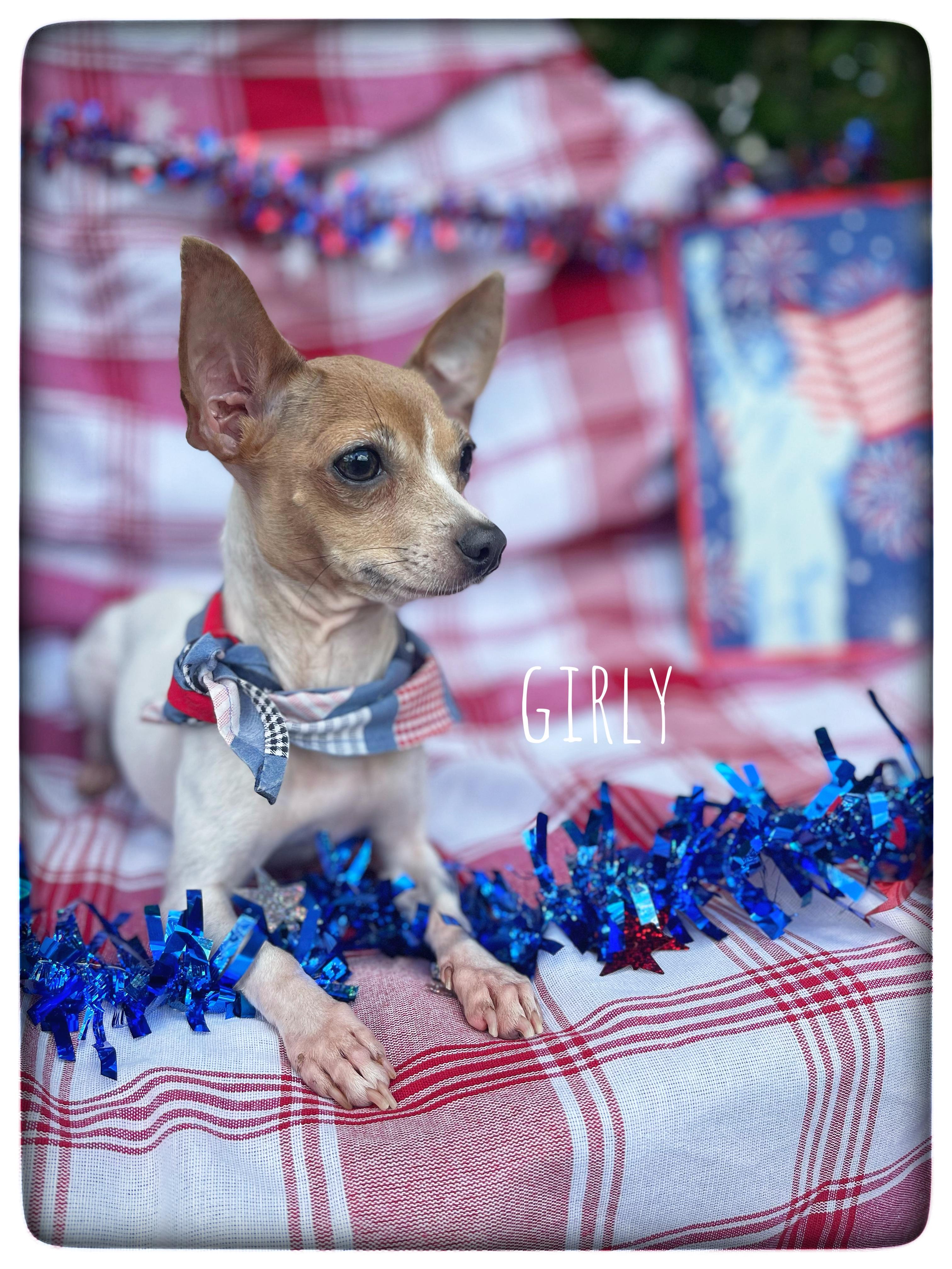 Enlarge Girly, an adopted Chihuahua in Sebring, FL image 1/4