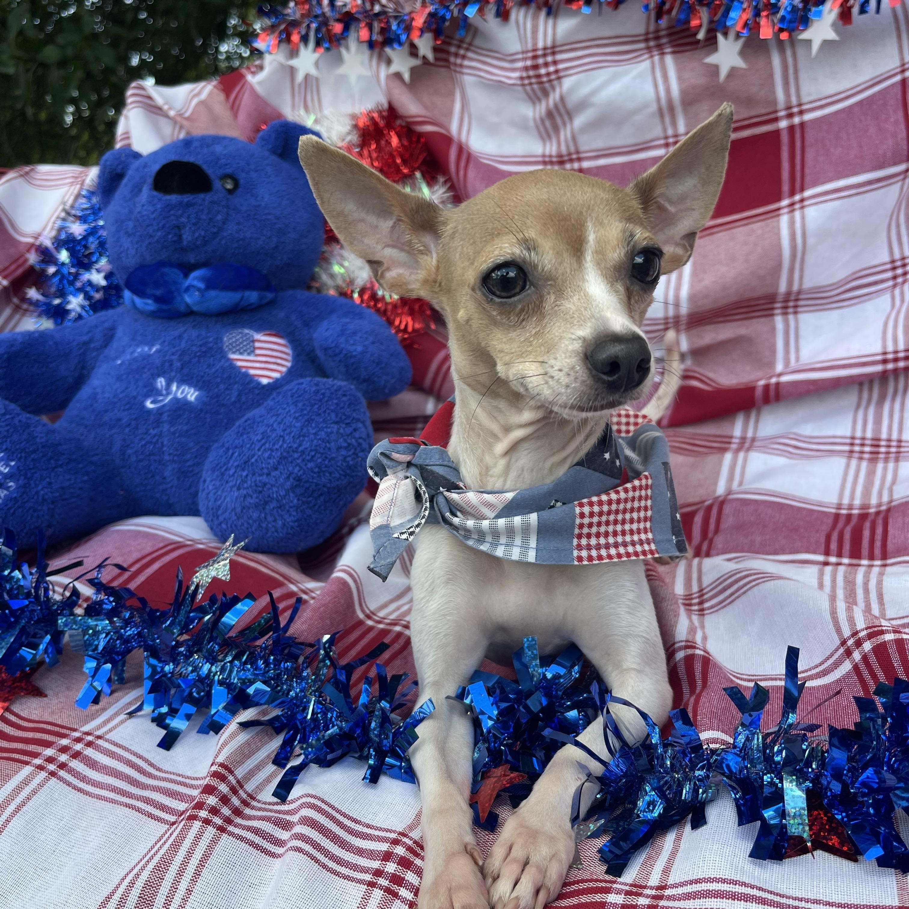 Enlarge Girly, an adopted Chihuahua in Sebring, FL image 3/4