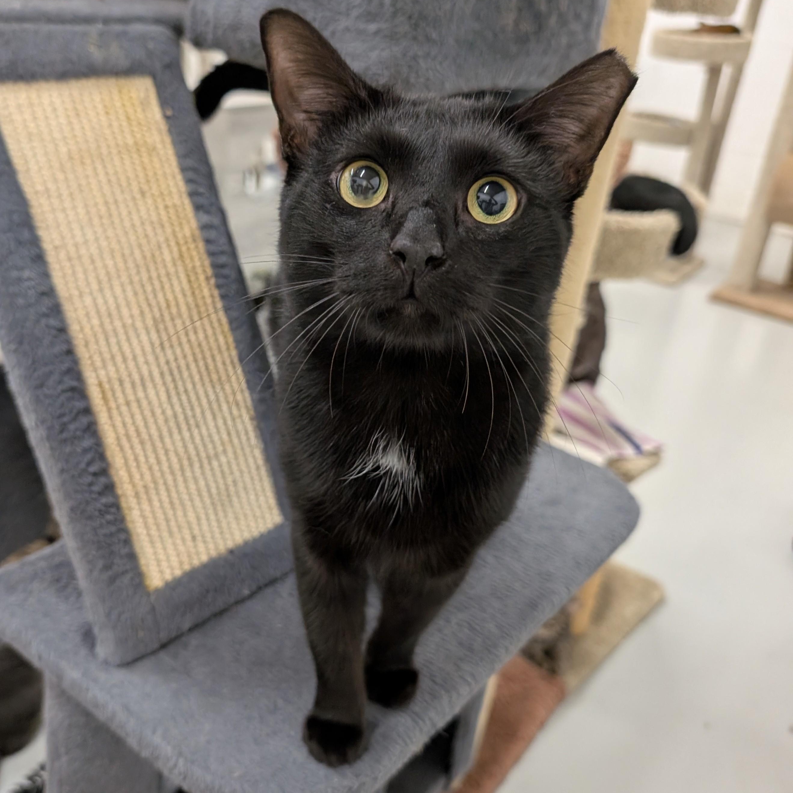 Logan, Adoptable, Young Male Domestic Short Hair.