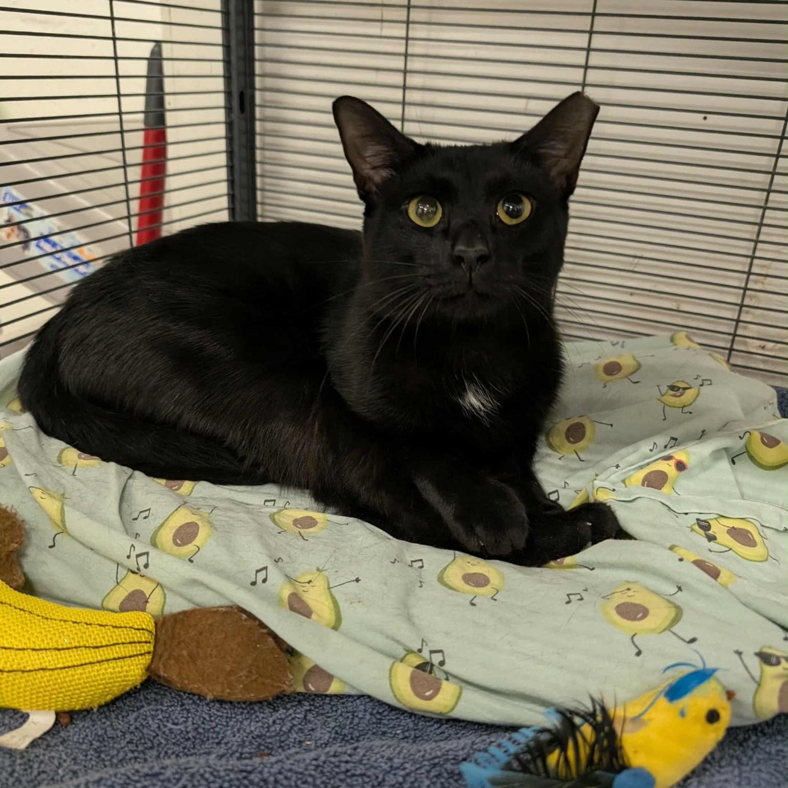 Enlarge Logan, a Adoptable Domestic Short Hair in West Palm Beach, FL image 6/6