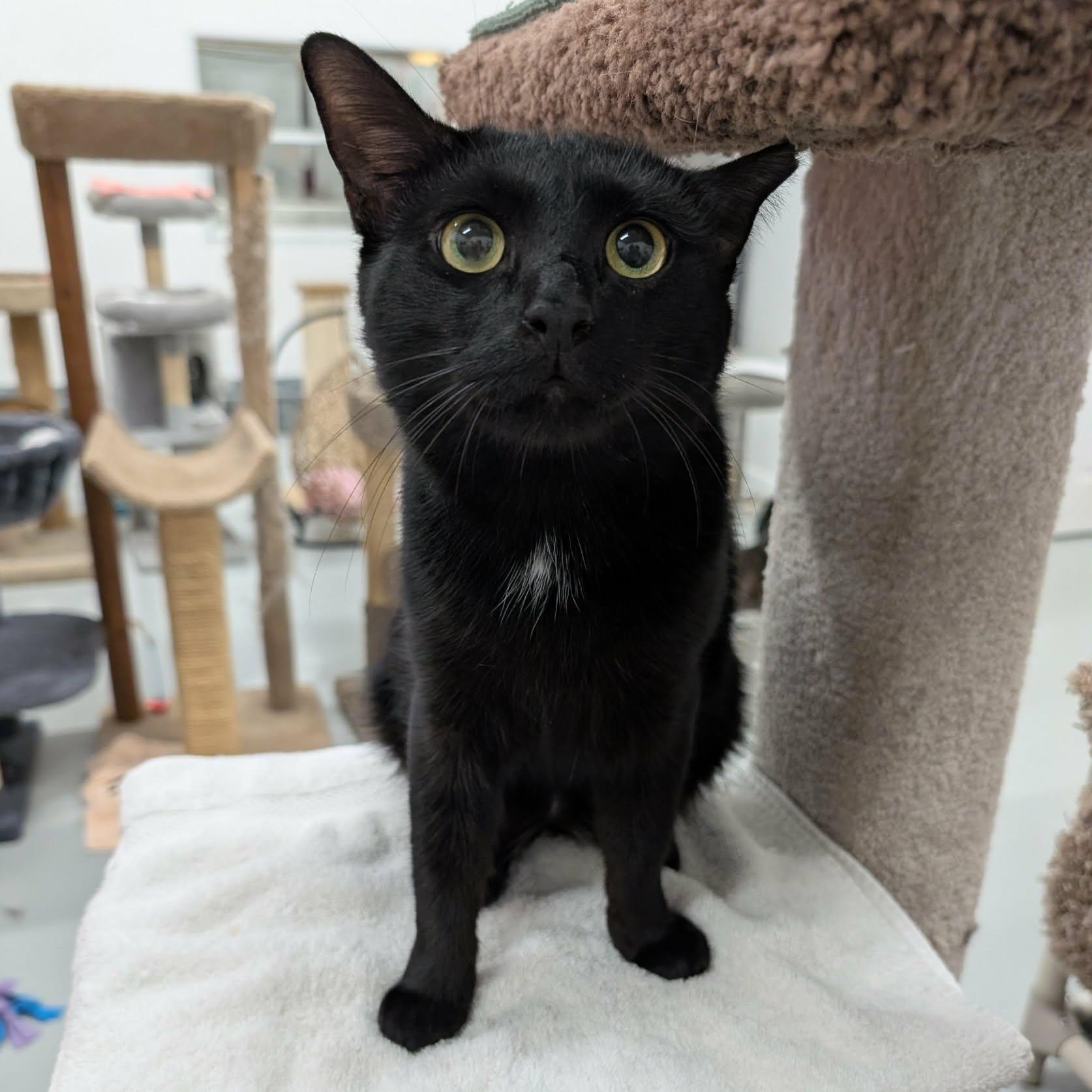 Enlarge Logan, a Adoptable Domestic Short Hair in West Palm Beach, FL image 2/6