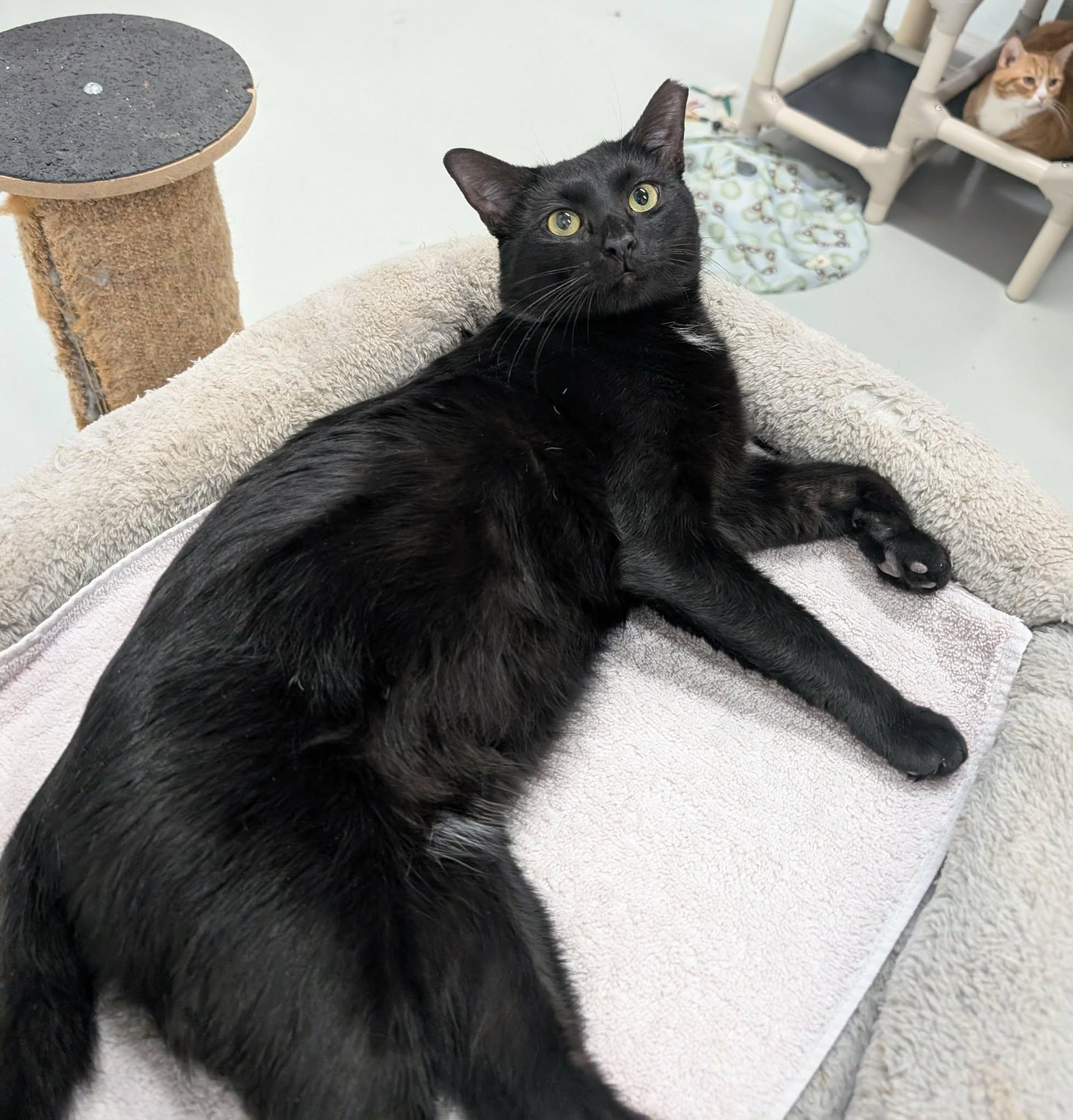 Enlarge Logan, a Adoptable Domestic Short Hair in West Palm Beach, FL image 3/6