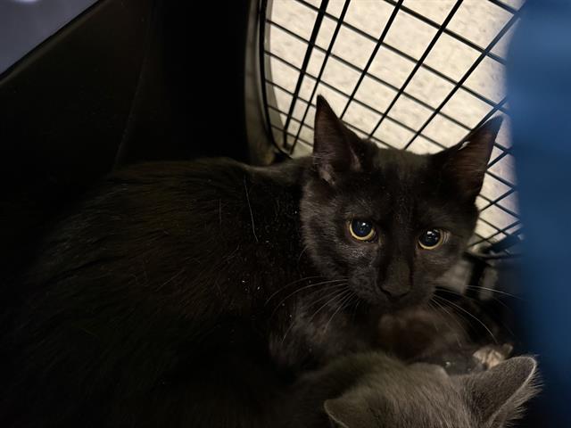 MUFFLER, Adoptable, Kitten Male Domestic Short Hair.