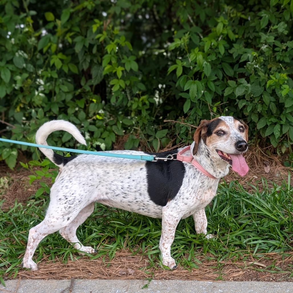 Rosalynn Grace 04-1219, Adoptable, Senior Female Beagle & Mixed Breed.