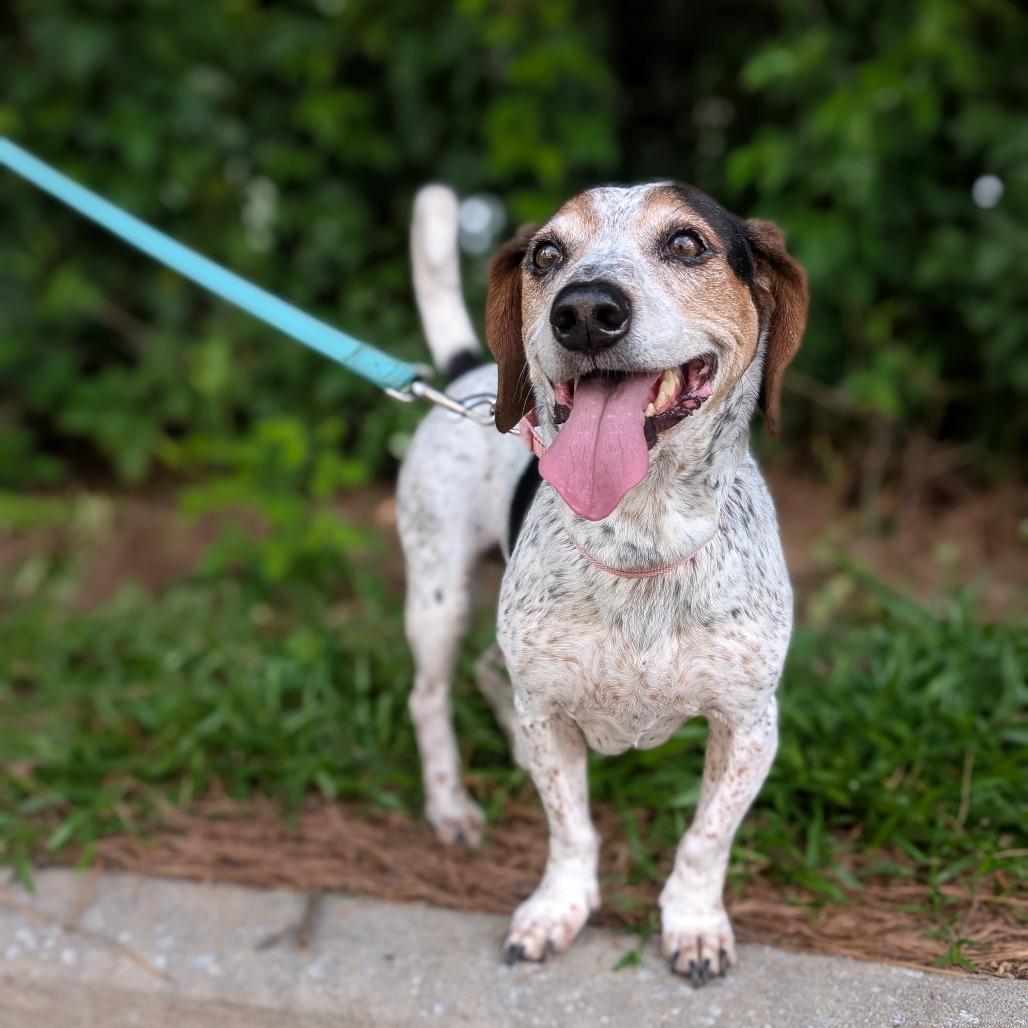 Enlarge Rosalynn Grace 04-1219, a Adoptable mixed breed in Tyrone, GA image 2/5