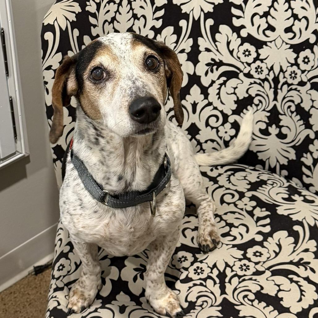 Rosalynn Grace 04-1219, a Adoptable mixed breed in Tyrone, GA image 3/6