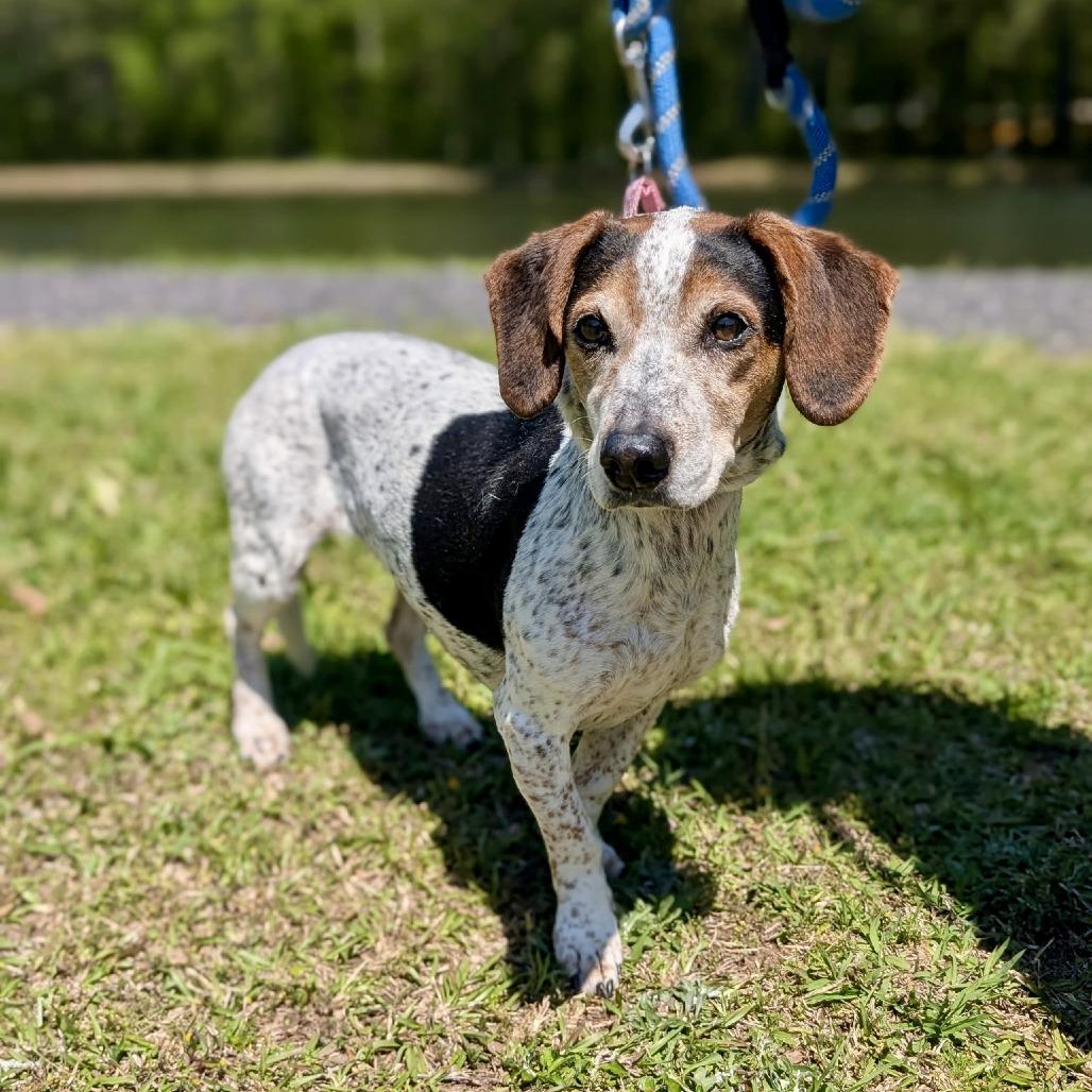 Enlarge Rosalynn Grace 04-1219, a Adoptable mixed breed in Tyrone, GA image 3/5