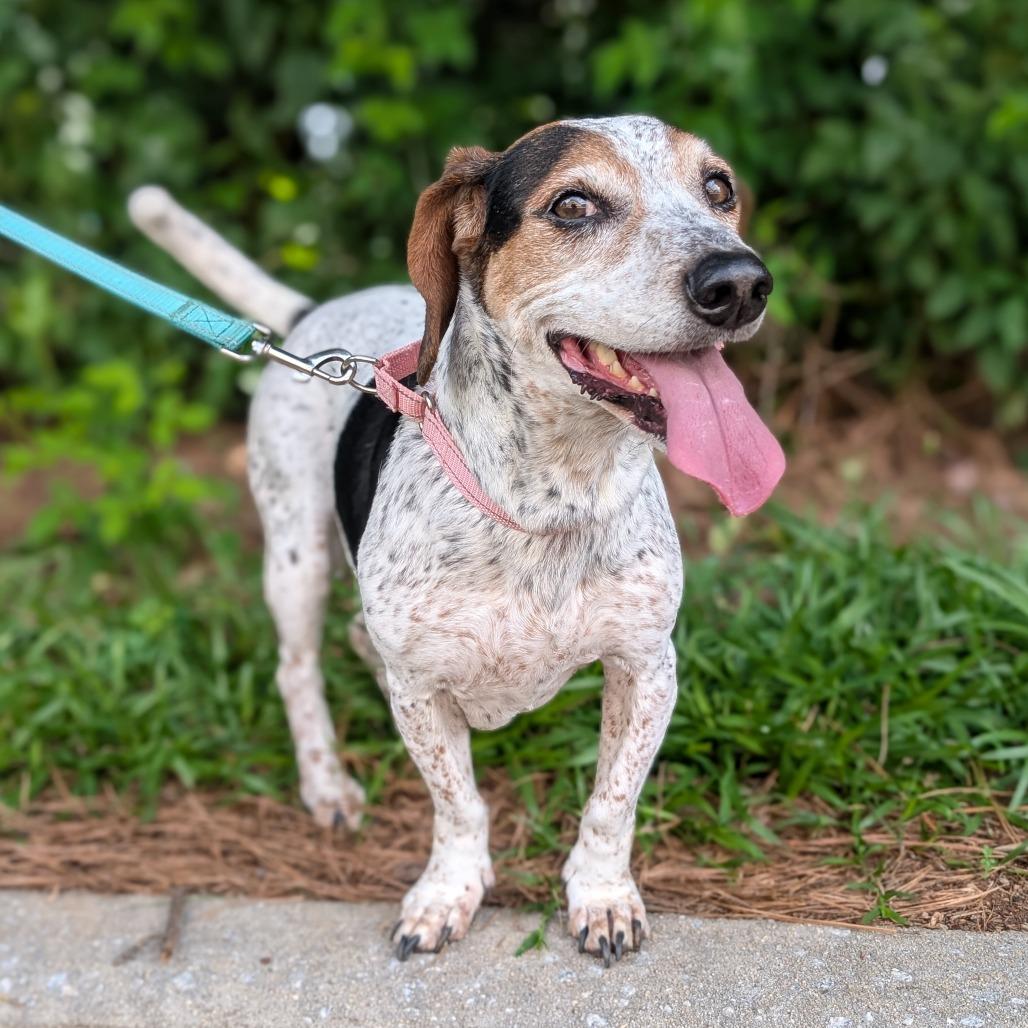 Enlarge Rosalynn Grace 04-1219, a Adoptable mixed breed in Tyrone, GA image 4/5