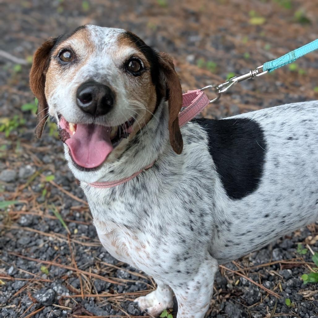 Enlarge Rosalynn Grace 04-1219, a Adoptable mixed breed in Tyrone, GA image 5/5
