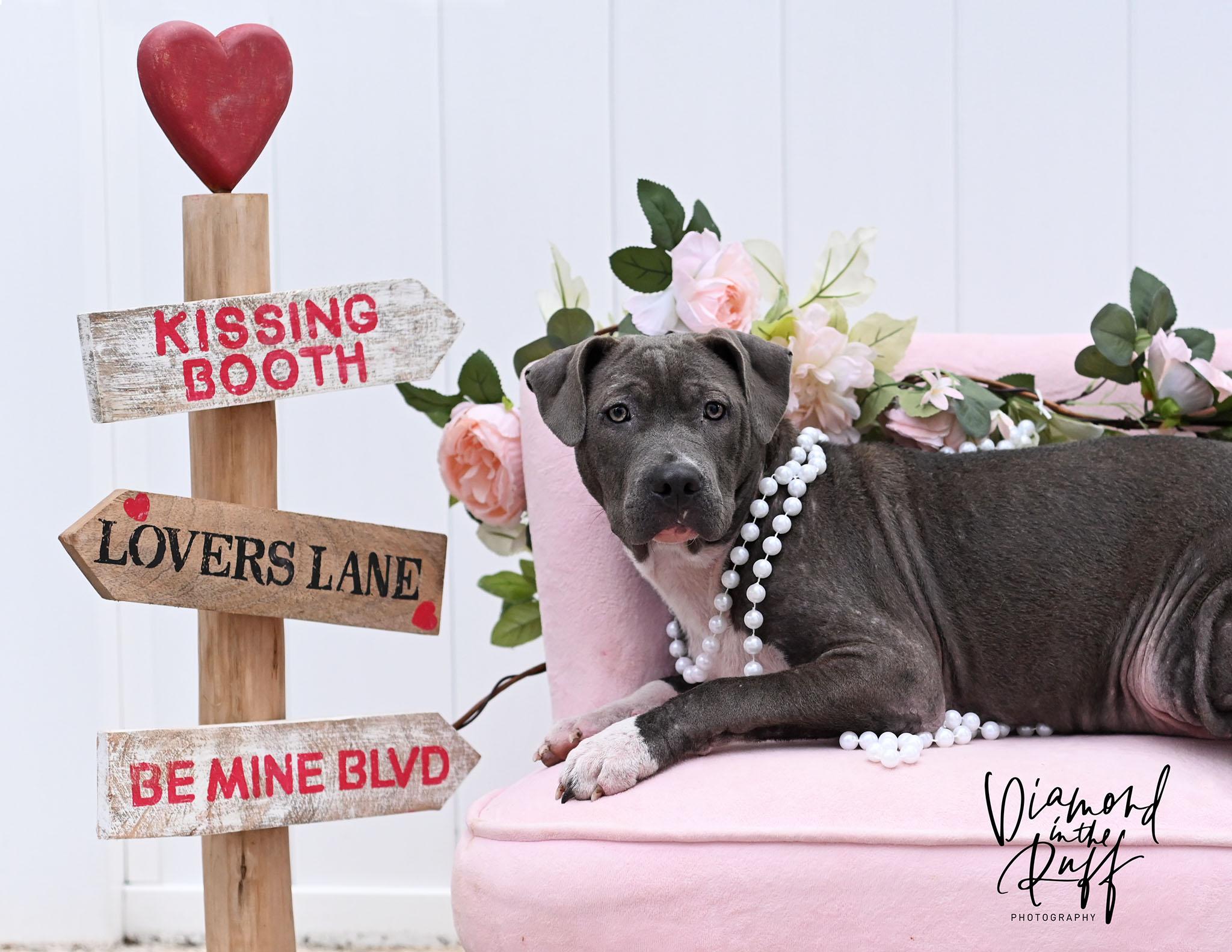 Molly, an adopted mixed breed in New Port Richey, FL image 4/4