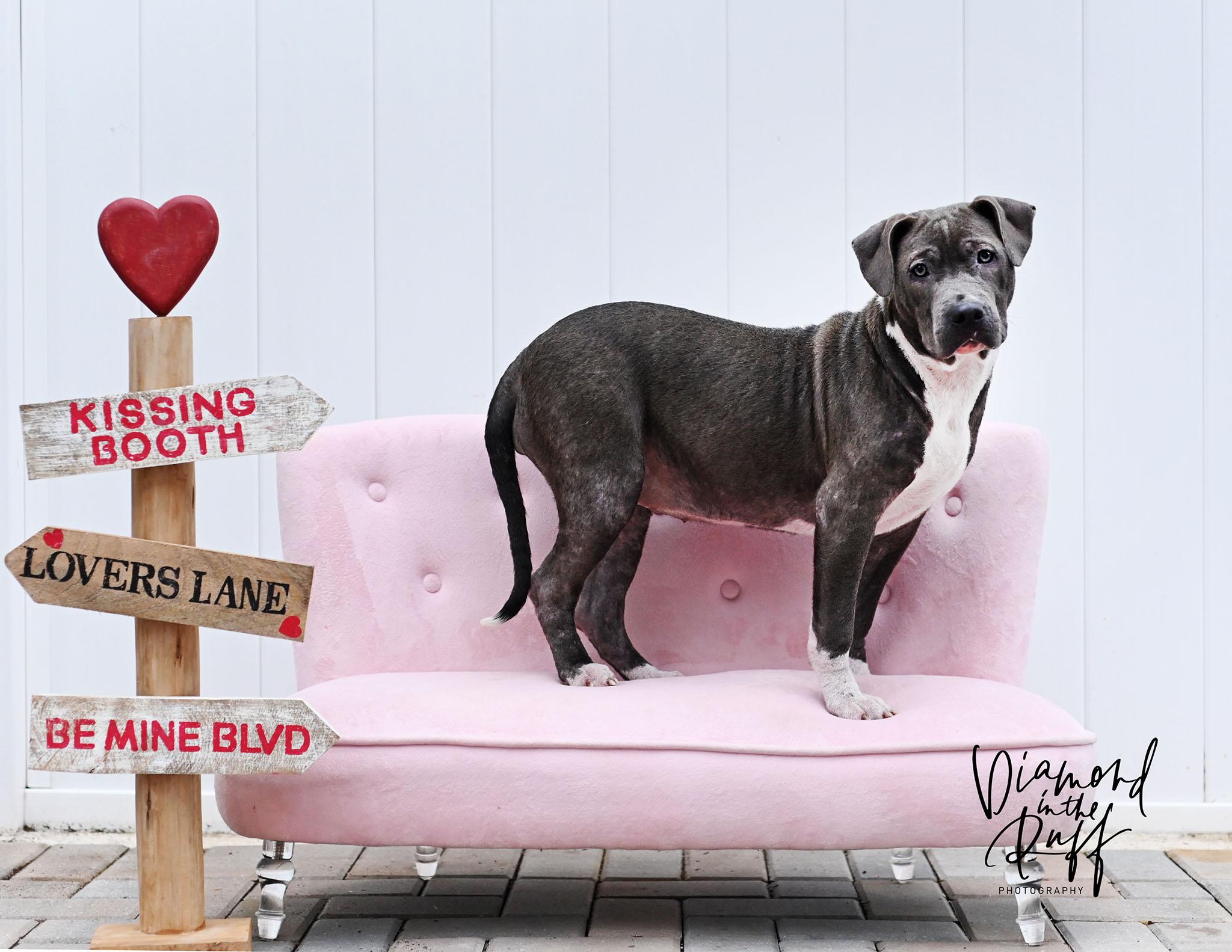 Molly, an adopted mixed breed in New Port Richey, FL image 3/4