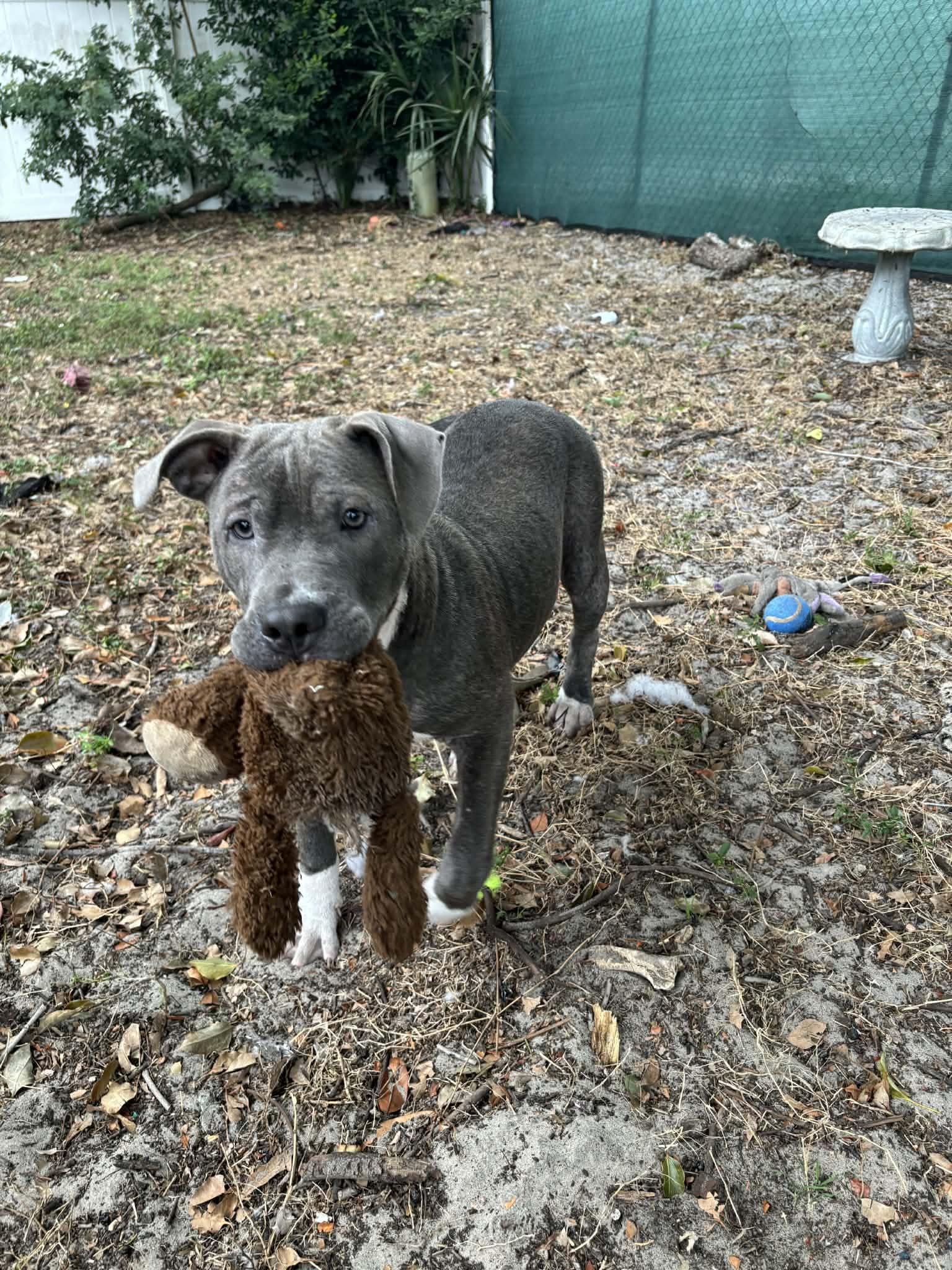 Molly, an adopted mixed breed in New Port Richey, FL image 2/4