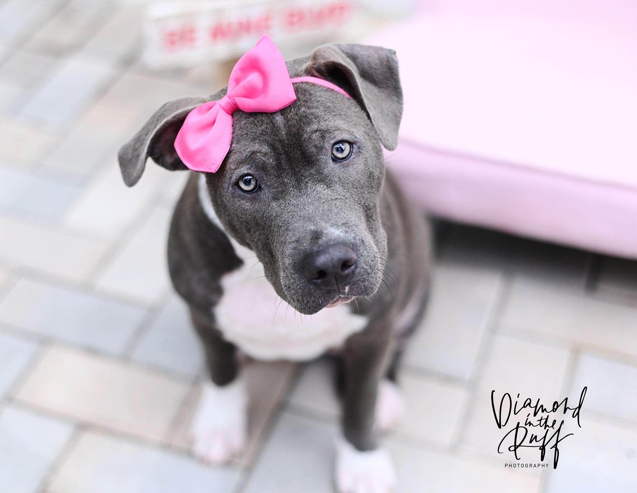 Molly, an adopted mixed breed in New Port Richey, FL image 1/4