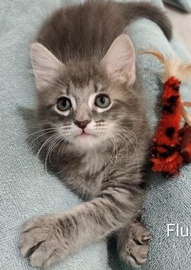Enlarge Flurry, a ADOPTABLE Domestic Medium Hair in Fair Oaks, CA image 1/1