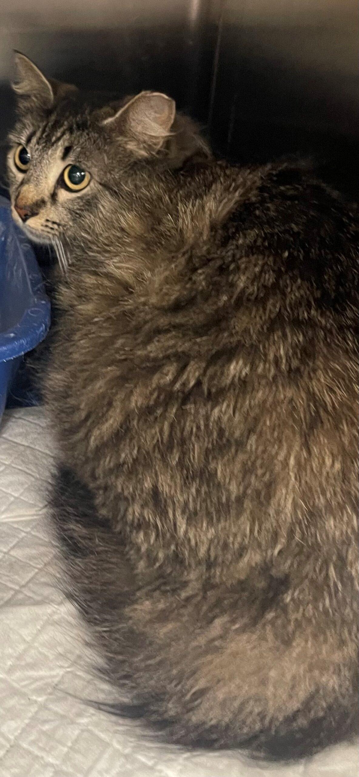 Enlarge Pink, a Adoptable Domestic Medium Hair in Jackson, LA image 1/1