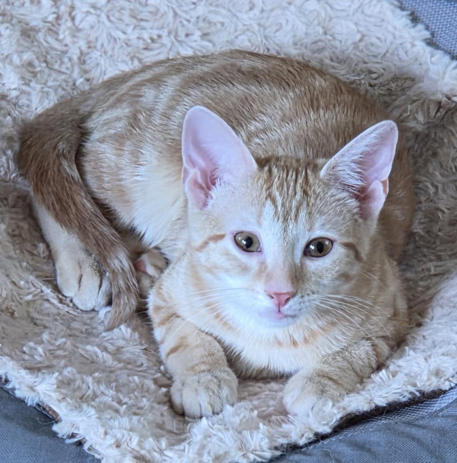 Enlarge Vegas, a Adoptable Domestic Short Hair in Pittsboro, NC image 1/3