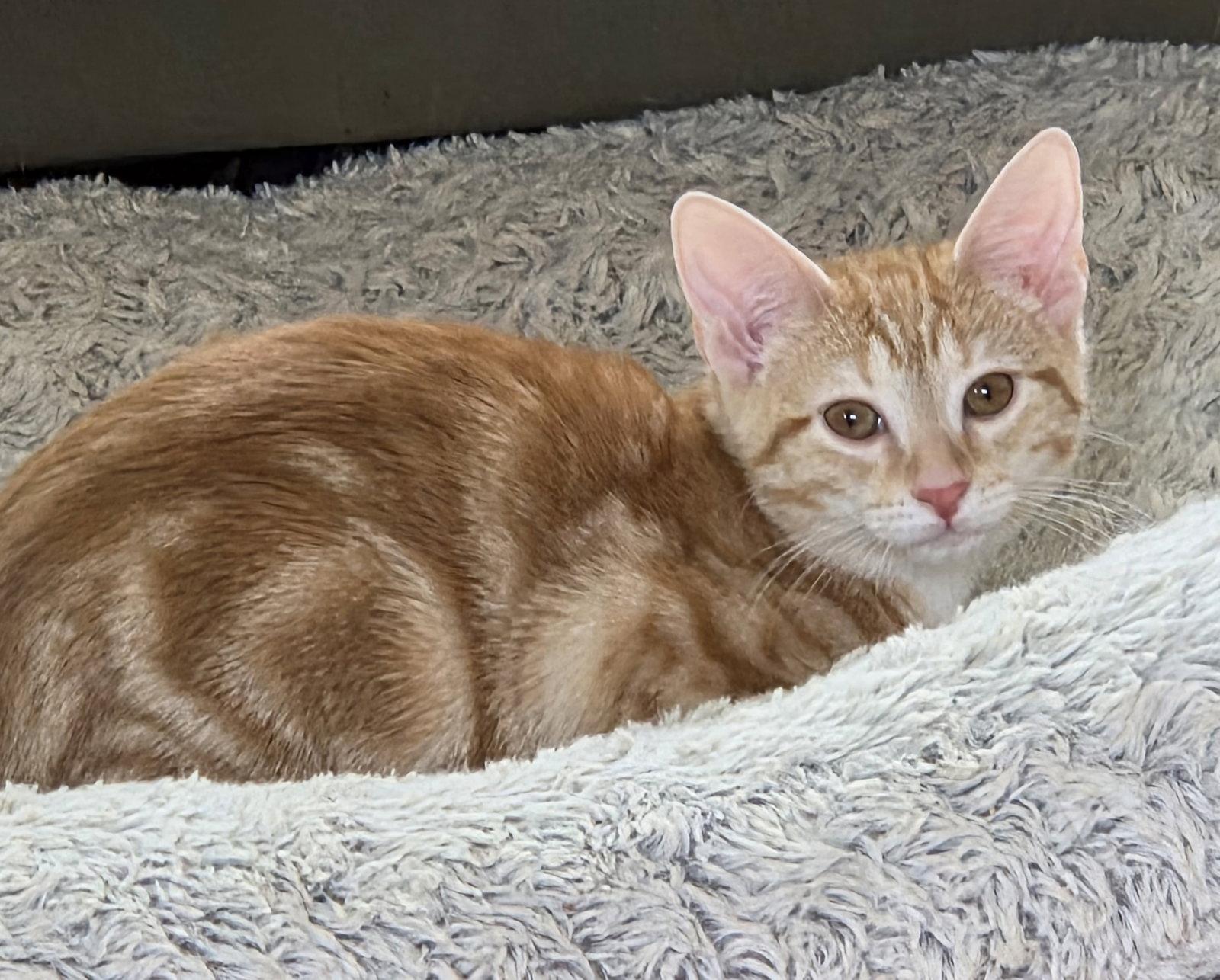 Enlarge Vegas, a Adoptable Domestic Short Hair in Pittsboro, NC image 2/3