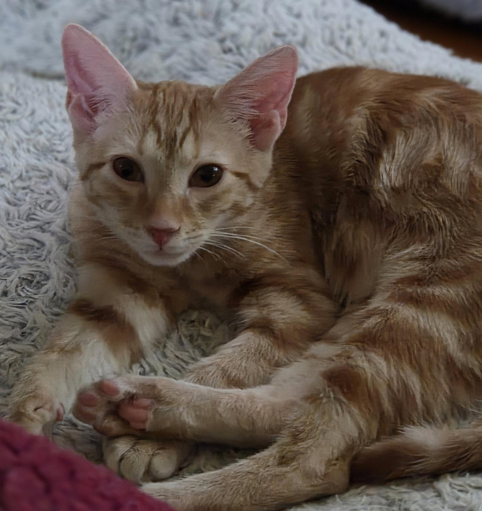 Enlarge Vegas, a Adoptable Domestic Short Hair in Pittsboro, NC image 3/3