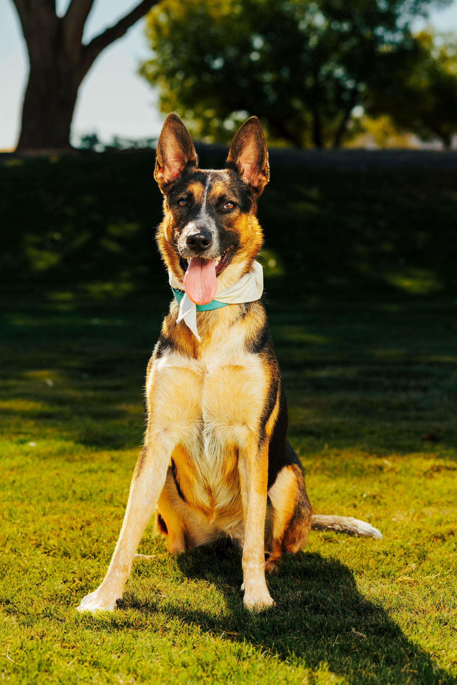 RAVEN #2, a Adoptable mixed breed in Chandler, AZ image 1/3