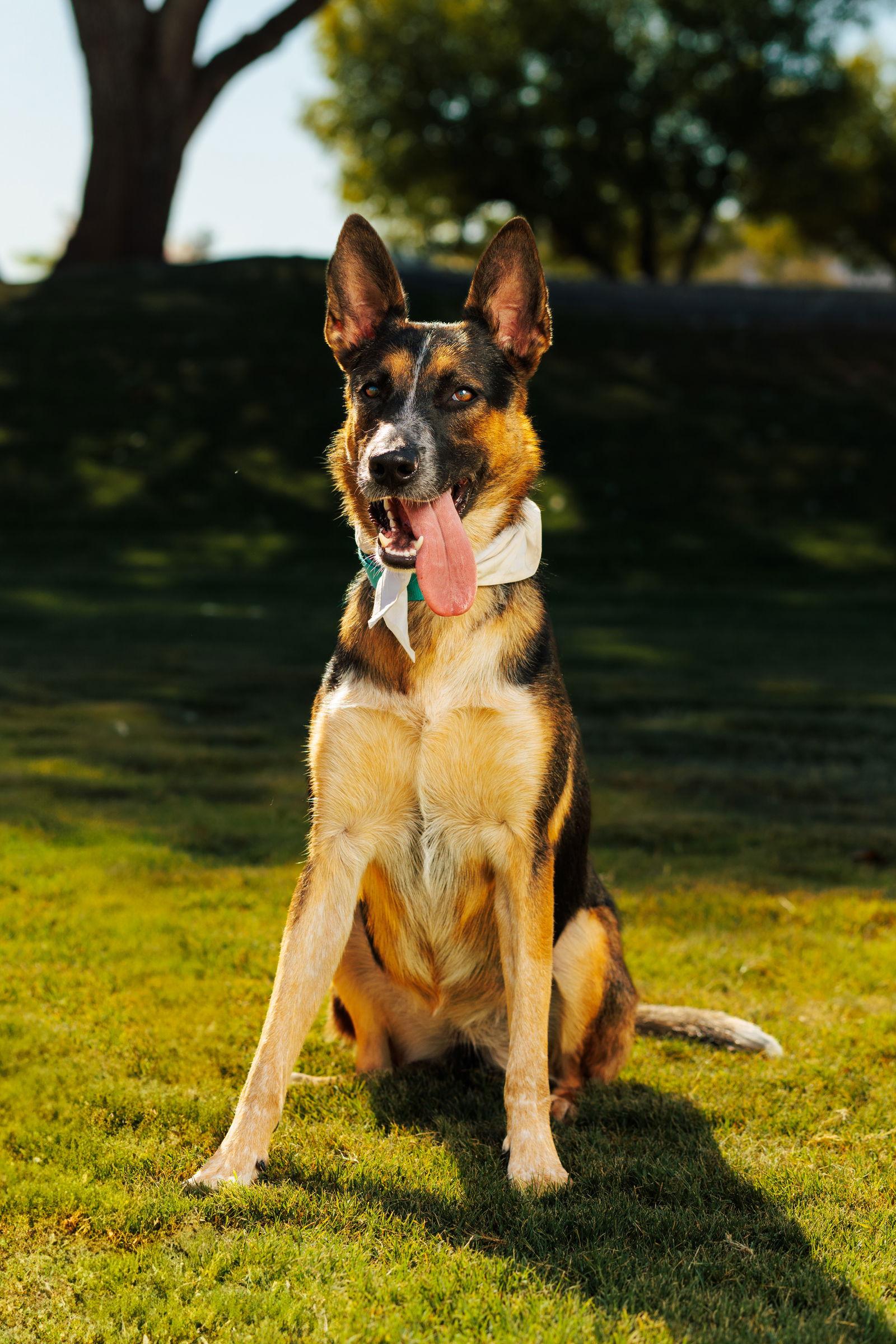 RAVEN #2, a Adoptable mixed breed in Chandler, AZ image 2/3