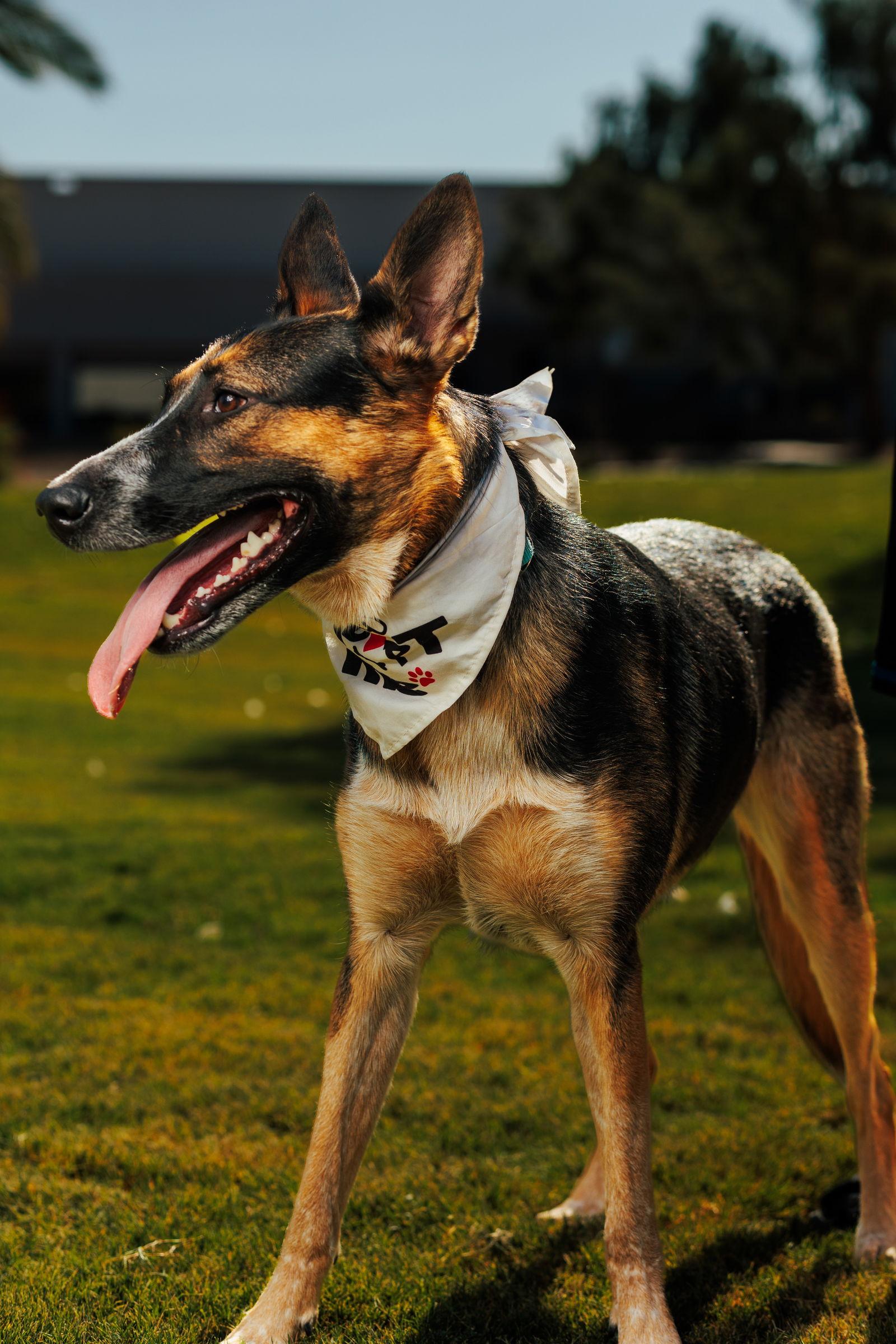 RAVEN #2, a Adoptable mixed breed in Chandler, AZ image 3/3
