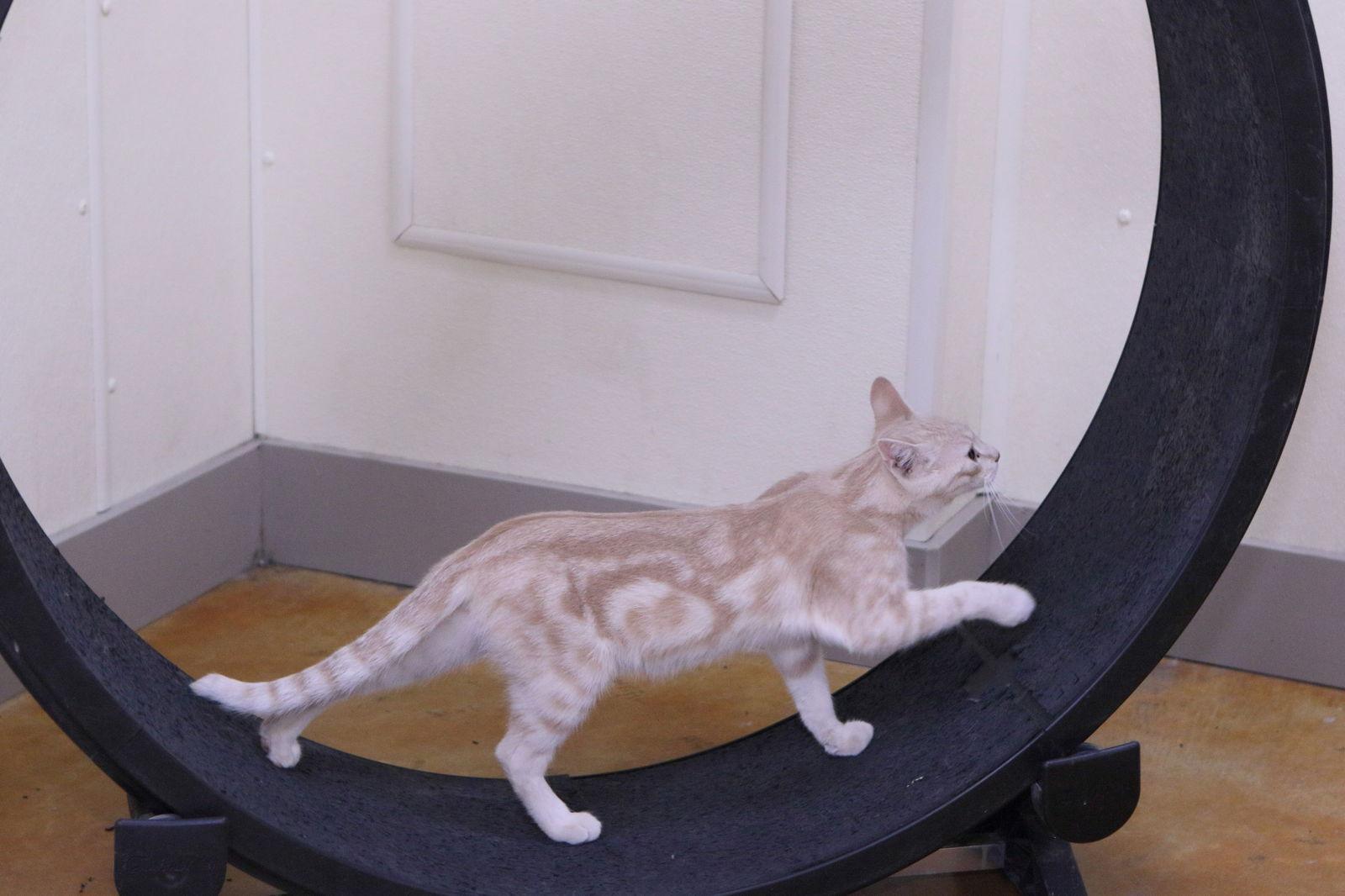 Enlarge Angelo, a Adoptable Domestic Short Hair in Austin, MN image 2/2